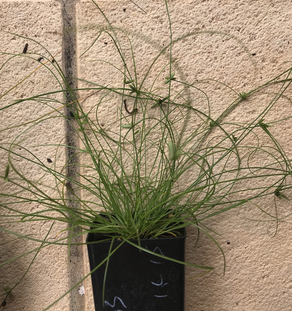 Cyperus Gracilis Brisbane City Life